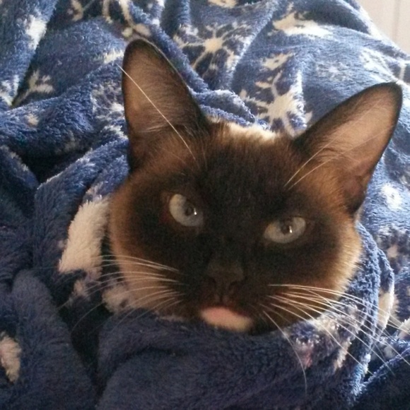 Meet your Posher, Lisa - Picture 1 of 1